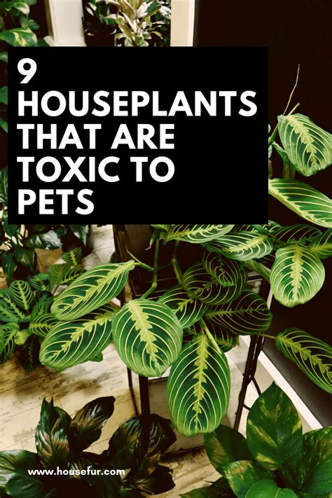 A List Of 9 Common Houseplants That Are Toxic To Pets House Fur
