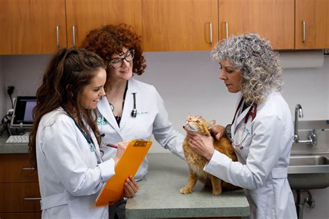 Life Stages The Cat Care Clinic Veterinary Services Orange Ca Cat Hospital Health Veterinarian