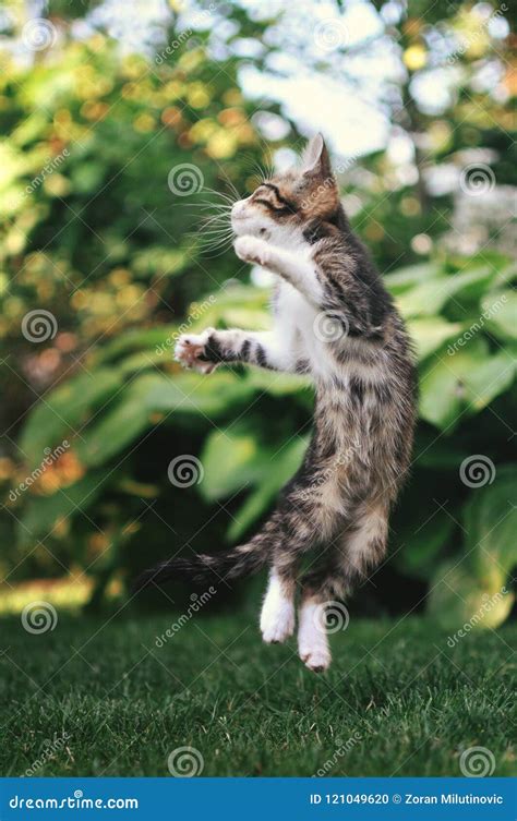 Kitten Jumping Wallpapers And Images Wallpapers