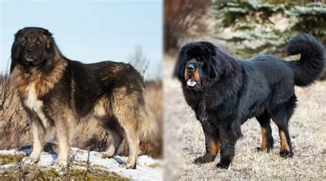 Caucasian Shepherd Vs Tibetan Mastiff Breed Differences And Similarities