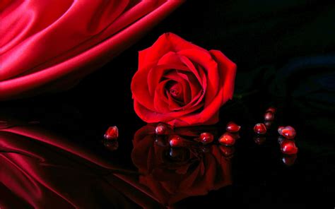 Red Roses On Black Background ·① Wallpapertag