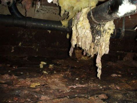 Mold and wet ceiling tiles in bathroom toxic mold does a water leak always mean mold ceiling mold growth learn the cause. Wet Insulation Has to be Replaced or Mold Grows - Kaufman ...