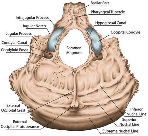 Jugular Process Of Occipital Bone