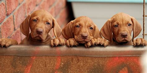 Find vizslas for sale on oodle classifieds. Puppies - Hungarian Vizsla Club of NSW