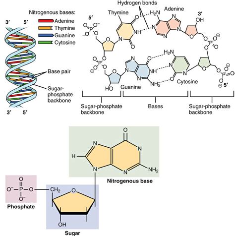 The bases are the letters that spell out the genetic code. Nucleotide - Definition, Structure (3 Parts), Examples ...