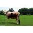 FUNNIEST EVER PHOTOS OF COWS ELABORATED WITH MEMES