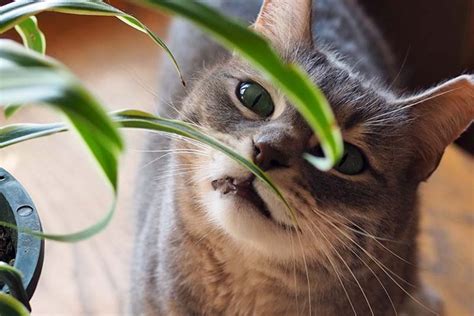 Are Spider Plants Toxic To Cats Gardeners Path