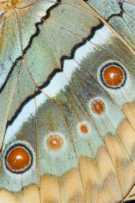 Cool Butterfly Wing Close Up Photograph By Darrell Gulin Insect