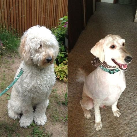 So change that voluminous hair of yours into a short haircut so that. Goldendoodle Before & After Haircut! :D | Goldendoodle ...