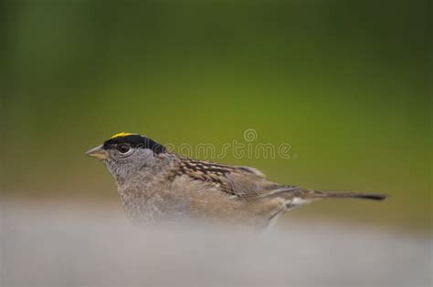 Golden Crowned Sparrow Resting Stock Image Image Of Grassland Food