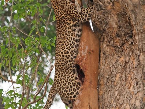 Leopard Takes Its Meal Up A Tree Smithsonian Photo Contest