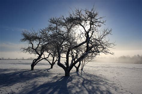 Gratis Billeder Landskab Træ Natur Horisont Afdeling Sne Vinter