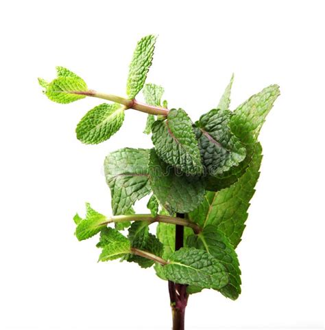 Fresh Mint Leaf Stock Photo Image Of Ingredient Medicine 130957432
