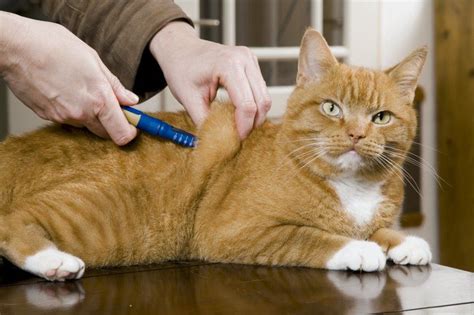 Tips that will help your cat to lose weight. 1avetpen_injektion_katze_g Managing Your cat's diabetes ...