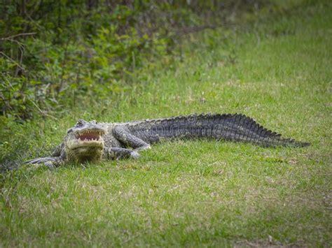 Big American Alligator Stock Photo Image Of Outdoors 156391170