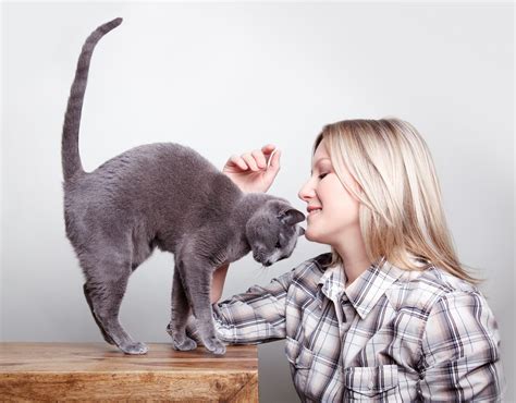7 Reasons Why Humans And Cats Are A Match Made In Heaven By Feliway