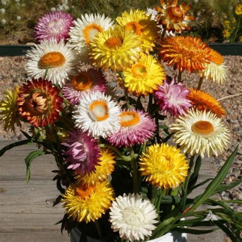 Ungef?hr 100 pc / 1 satz anwendung: Garten Strohblume Samen - €1.95