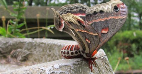 Species Spotlight: Cecropia moth