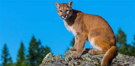 30 Claw Some Facts About Cougars The Fact Site
