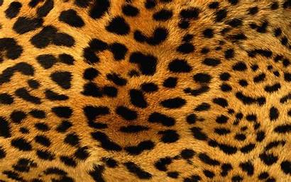 Animal Backgrounds Desktop Leopard Wallpapers