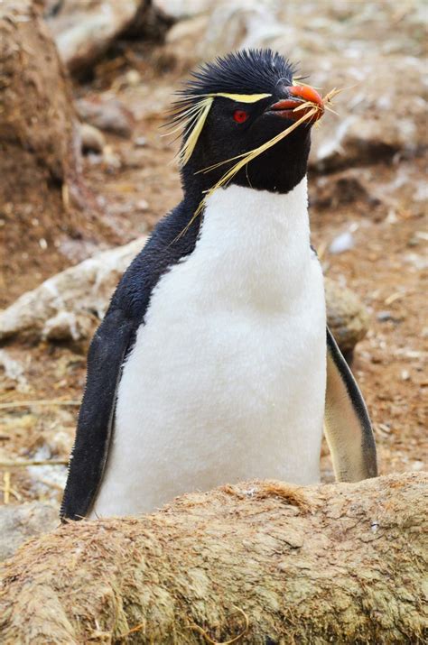 Western Rockhopper Penguin New Zealand Birds Online