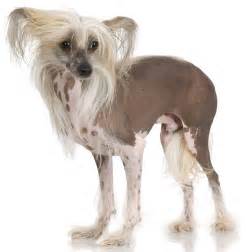 Chinese Crested Dog Breed Guide