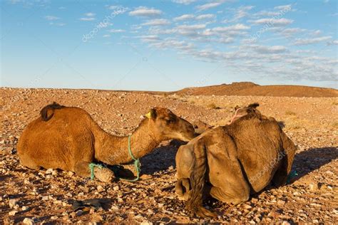 Dos Camellos En El Desierto Fotografía De Stock © Mieszko9 94417628