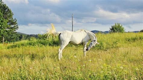 Good Names For White Horses Mares Stallions And Geldings