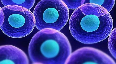 Cómo funcionan las Células Madre PMH Genesis