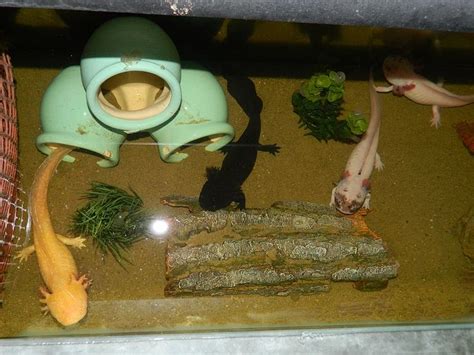 Sexing And Breeding Sillyaxolotls Axolotl Tank Axolotl Pet Axolotl Care