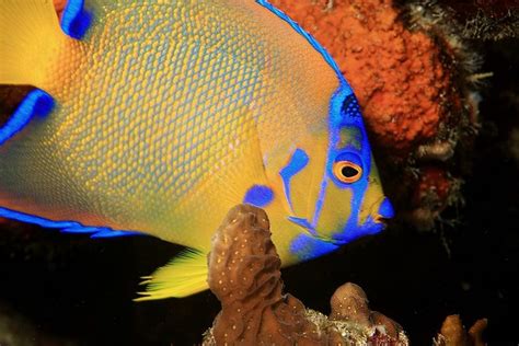 Aquarium And Fish Care Marine Angelfish