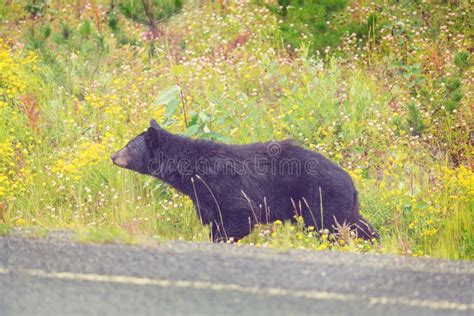 Black Bear Stock Image Image Of Survive Adorable Nature 77953203