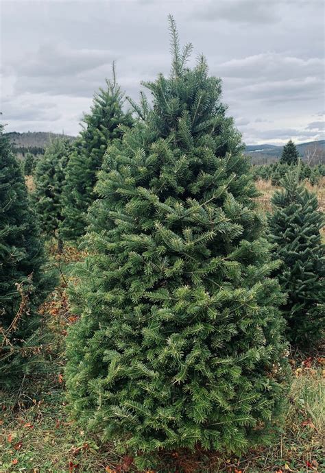 Real Christmas Trees Delivered 5 Foot Premium Balsam Fir Christmas Tre