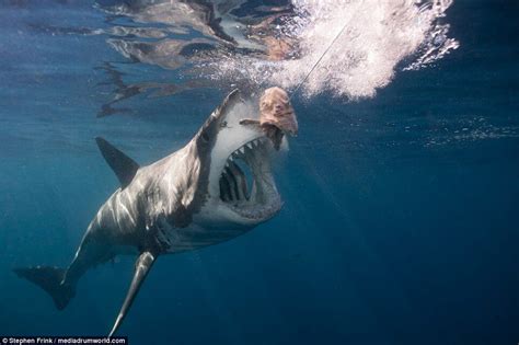The Largest Great White Shark Ever Captured On Underwater Camera