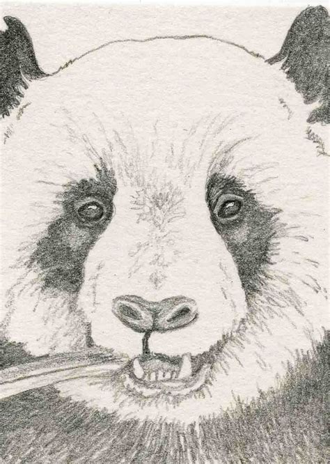 Makkelijke kleurplaat dieren schattige dieren by schattigedieren nl. Pin van Louise Boitelle op dieren tekenen,schilderen ...