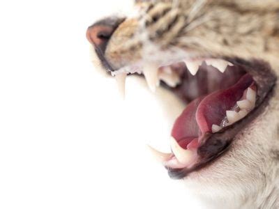 Just cats veterinary clinic is your local veterinarian in saratoga serving all of your needs. Services Archive - کلینیک دامپزشکی سفید | White Vet Clinic