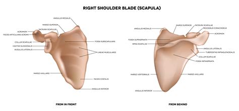 Here are some examples of exercises for you to try. Shoulder blade, (scapula). Detailed medical illustration