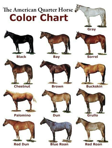 Horse Color Chart Horse Color Chart Horse Coloring Quarter Horse