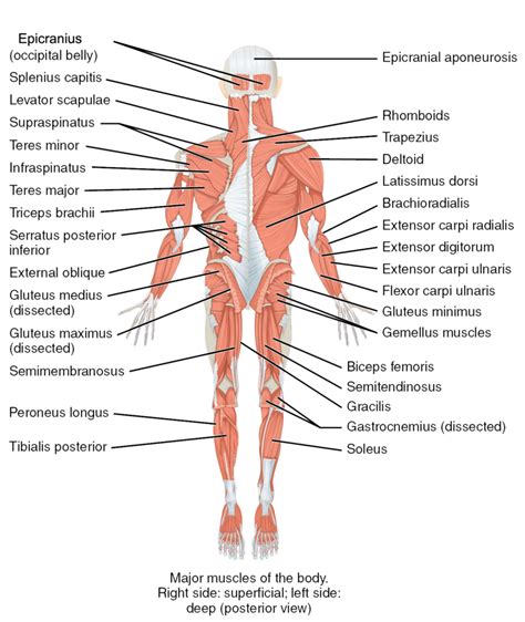 The Muscles Of The Trunk Human Anatomy And Physiology Lab BSB 141