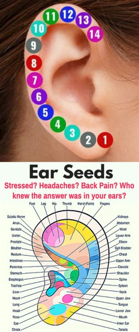 Ear Chart For Acupressure