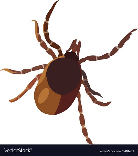 Insect Tick Royalty Free Vector Image Vectorstock