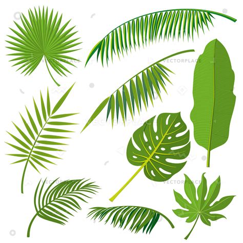 Jungle Leaves Vector At Getdrawings Free Download