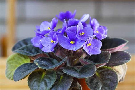 African Violet Care Tree Top Nursery And Landscape Inc