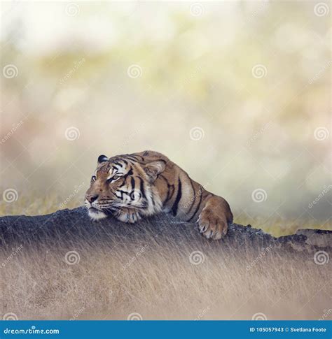 Bengal Tiger Resting Stock Image Image Of Wild Rock 105057943