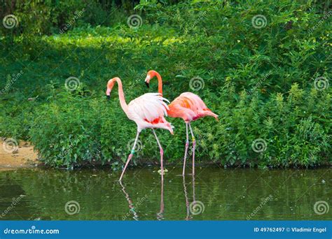 Flamingos In Pink Lake In Bolivia Stock Image 15243187