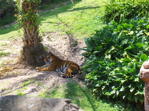 Tiger At Disneys Animal Kingdom Joe Shlabotnik Flickr