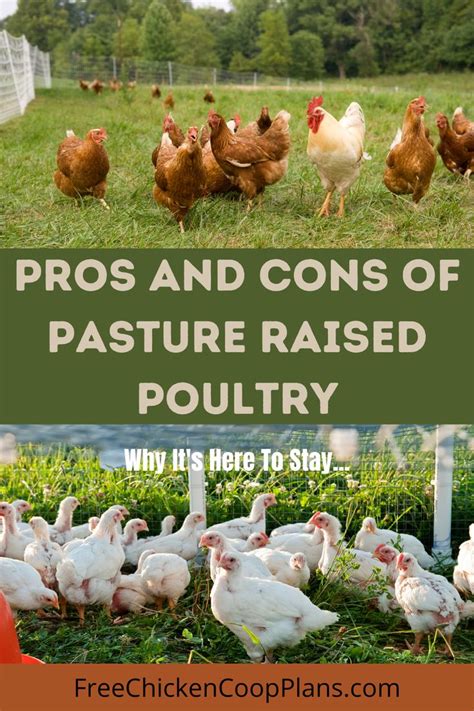 Pros And Cons Of Pasture Raised Poultrywhy Its Here To Stay
