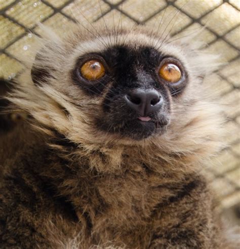 A Visit To The Lemur Conservation Foundations Lemur