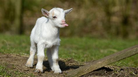 Most Funny And Cute Baby Goat Videos Compilation Youtube