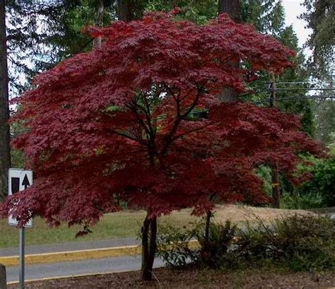 Water features work best when they're embedded within the garden, surrounded by foliage, says richard.photo: Japanese Red Maple http://www.bonsaibc.ca/Japanese_red ...